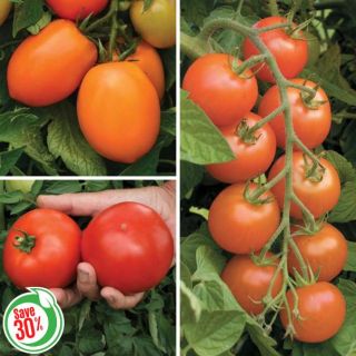 Blight Resistant Tomato Collection Thumbnail